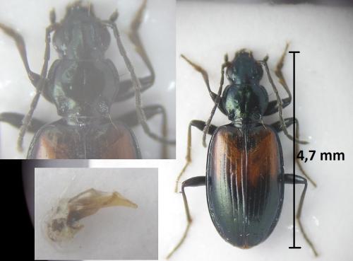 Réf. 189 076 : Bembidion varicolor